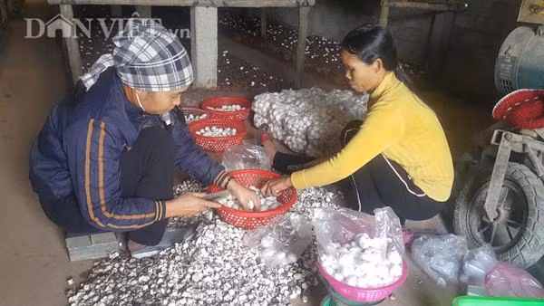 Theo ghi nhận của phóng viên, vào thời điểm này nhiều hộ trồng nấm ở 2 tỉnh Nam Định và Ninh Bình đang hoạt động hết công suất mới có thể đáp ứng đủ các đơn hàng trong dịp Tết sắp tới.