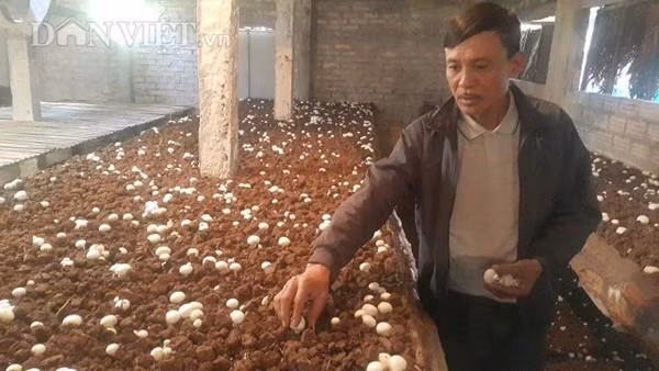 Gia đình ông Trần Xuân Quyền đang ngày đêm chăm bẵm vườn nấm sò trắng như ngọc để phục vụ khách hàng ăn Tết.