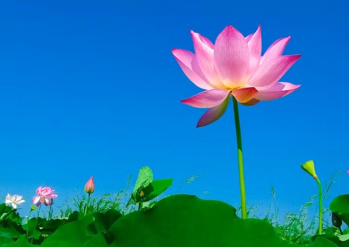 Hoa giai nghiep bao