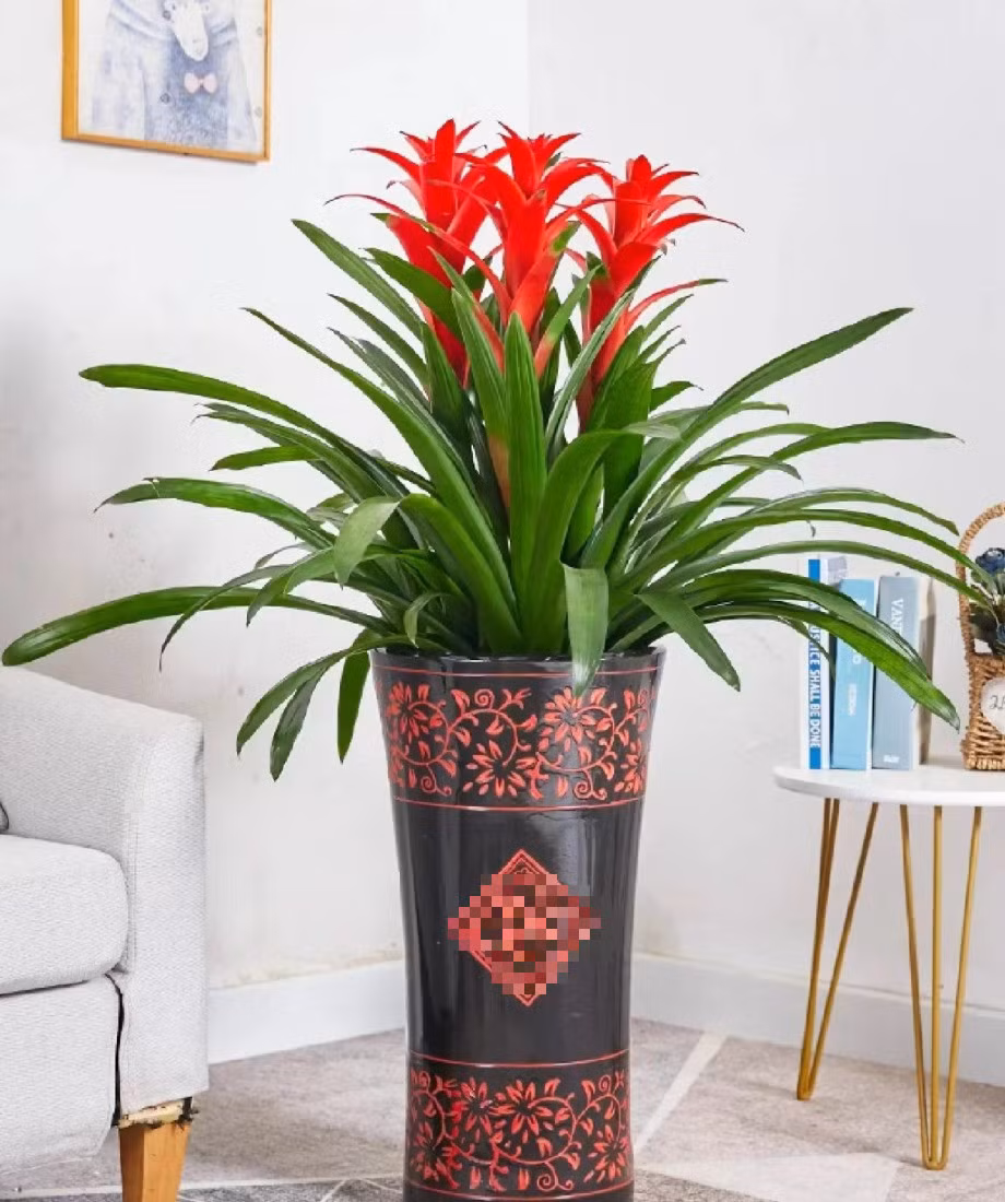 Với hình dạng lá xanh bao quanh 1 bông hoa đỏ rực rỡ đến chói mắt ở giữa, dứa nến cảnh biểu tượng của ngọn lửa ấm áp của tình yêu để mang lại hạnh phúc cho gia đình.