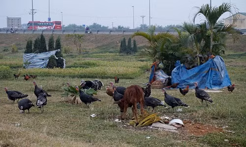 Sau gần 2 năm, hiện nay vườn hoa này trở thành nơi chăn thả bò của người dân sống trong khu vực.