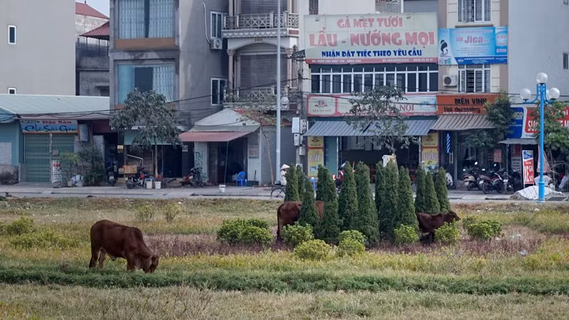 Thảm cỏ, vườn hoa, cây cảnh bị đàn bò phá phách xơ xác.