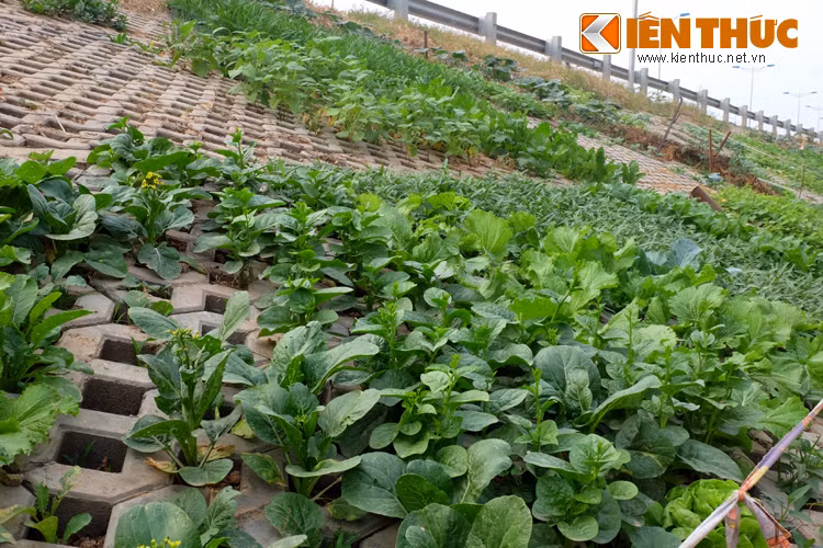 Cả taluy đường dài gần 1km thành vườn rau khổng lồ.
