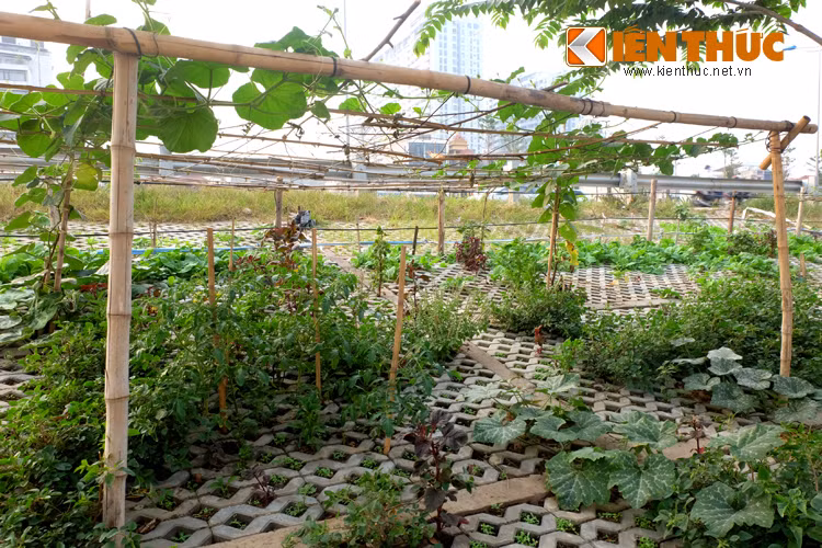 Nhiều người còn cầu kỳ làm cả giàn tre để trồng bí.