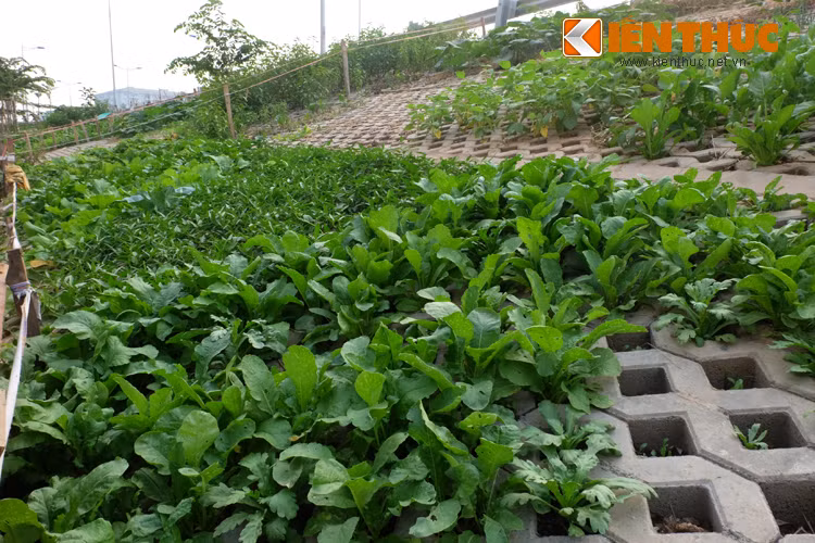 Con đường nghìn tỷ trở nên mướt mắt với những luống rau xanh.