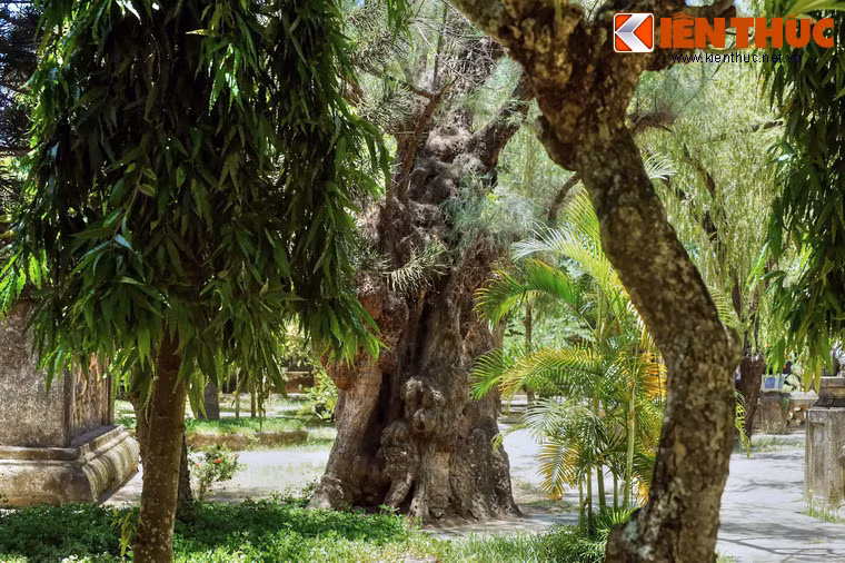 Phi lao có thể sống thọ hàng trăm năm, nhưng để đạt đến kích cỡ "khủng" như cây phi lao chùa Thập Tháp là rất hiếm.