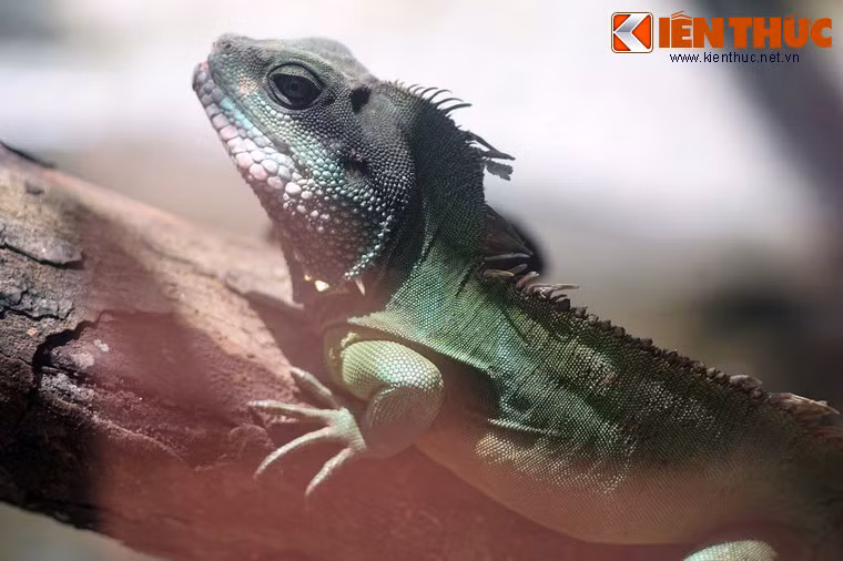 Chúng có ngoại hình như một chú rồng mini với cơ thể màu xanh xám, chiều dài khoảng 25cm khi trường thành, có mào gai kéo dài từ gáy tới đuôi.