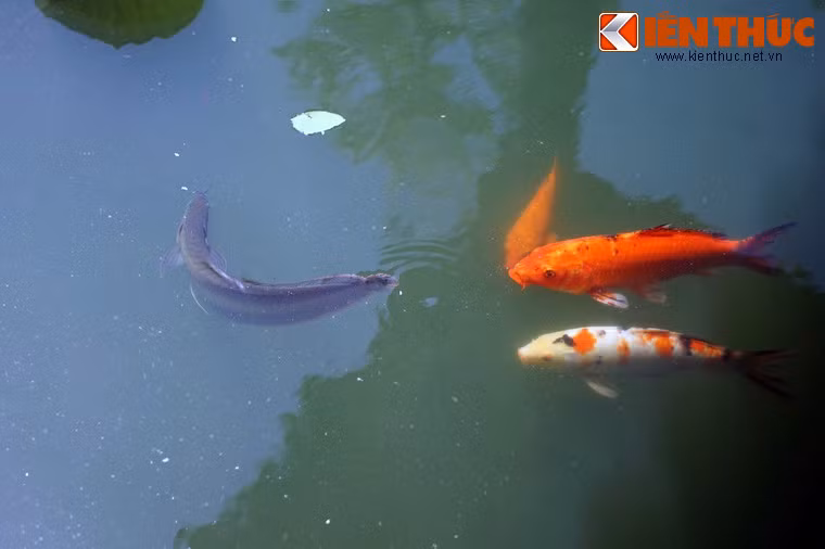 Tiếc rằng đến thời điểm hiện đại, đàn cá rồng ở Tử Cấm Thành đang bị đe dọa nghiêm trọng.