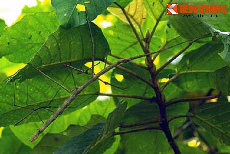 Hình thù đặc biệt này là sự ngụy trang hoàn hảo, giúp loài bọ que tránh được sự phát hiện của các loài săn mồi.