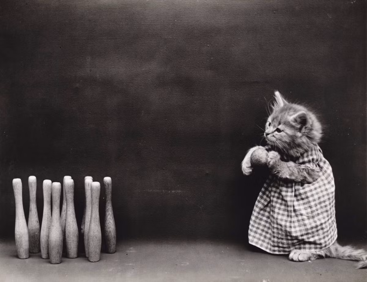 Mèo chơi bowling. Ảnh: Harry Whittier Frees.
