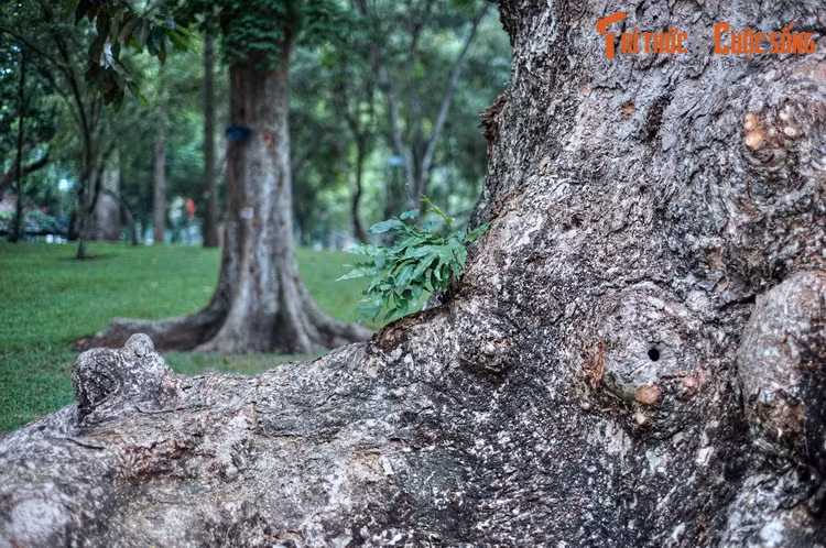 Xung quanh khu nhà chính của Dinh Độc Lập là những bãi cỏ xanh mướt cùng rất nhiều cây cổ thụ, khiến toàn bộ khuôn viên Dinh có vai trò như một công viên, lá phổi xanh của thành phố. (Bài có sử dụng tư liệu của Cục Di sản văn hóa).