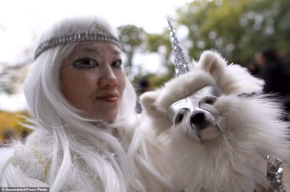 Zuzu, một chú chó giống Pomeranian đeo sừng kỳ lân và mặt nạ bạc khoe vẻ ngạo nghễ, cao quý cùng cô chủ.