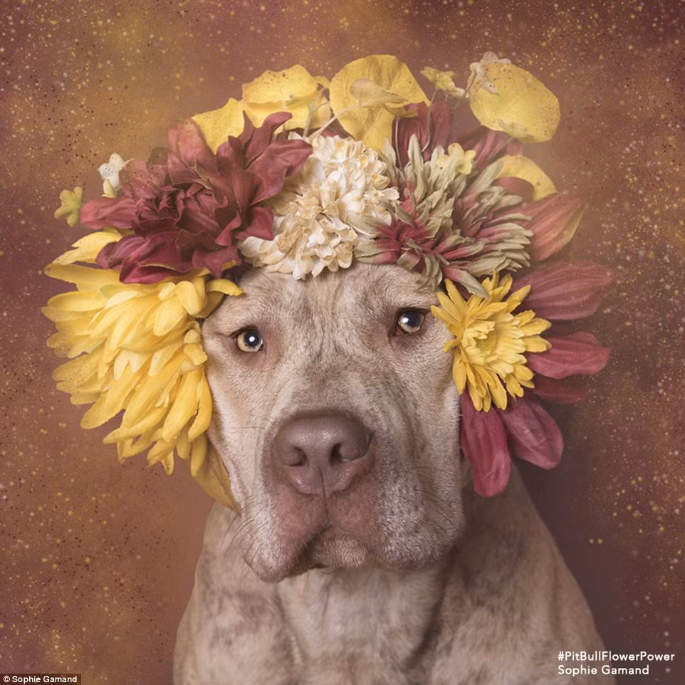 Những bức chân dung loài chó pitbull tuyệt đẹp của nhiếp ảnh gia Sophie được lấy cảm hứng từ phong cách nghệ thuật Baroque và Rococo.
