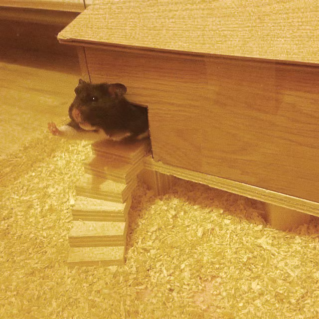 Một ngày vui vẻ kết thúc, chú chuột hamster giơ tay chào ngủ ngon hàng xóm.