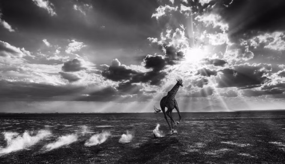 Tuy luôn thường trực những nguy cơ tiềm tàng có thể gây nguy hiểm cho tính mạng nhưng David Yarrow vẫn luôn xông pha, hết mình cho nghệ thuật.