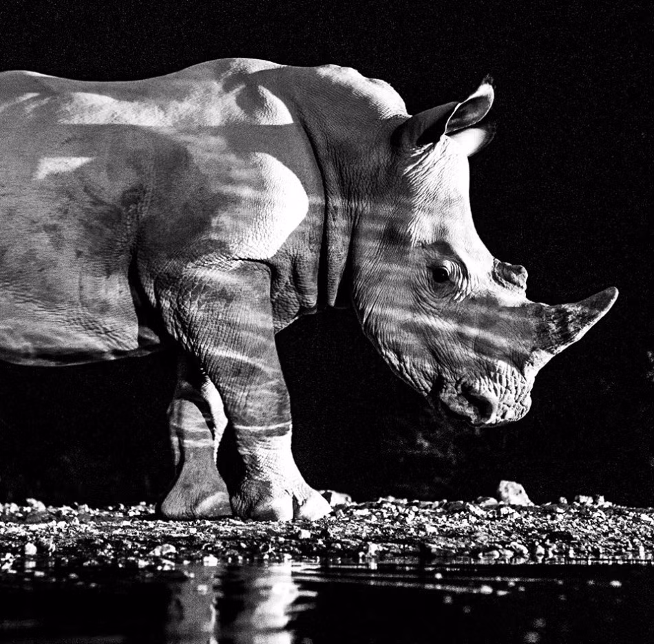Nhiếp ảnh gia David Yarrow, 47 tuổi là một nhiếp ảnh gia động vật hoang dã 47 tuổi tự học thành tài. Những tác phẩm ảnh động vật của David không hề được gọt giũa qua trường lớp nhiếp ảnh nhưng lại rất thu hút.