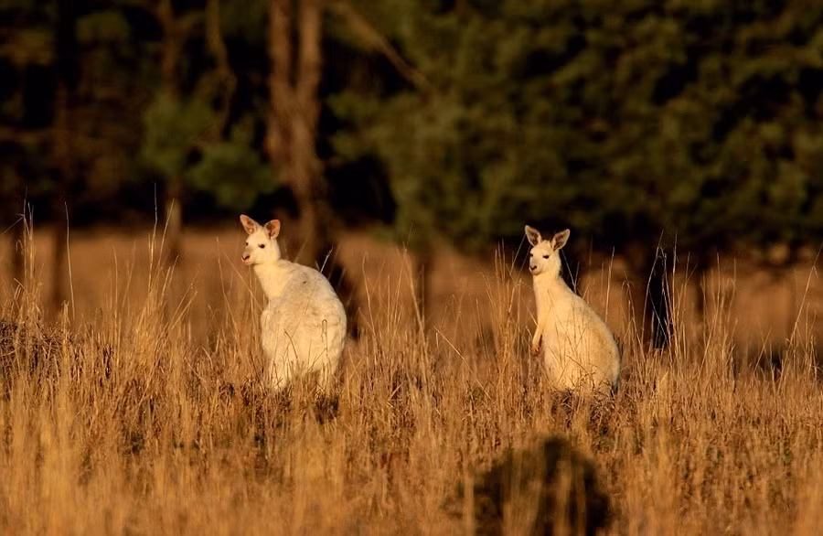 Đôi kangaroo bạch tạng ở Australia là một trong những động vật bạch tạng rất hiếm và quý trên thế giới. Tuy nhiên, cuộc sống hoang dã của những con kangaroo bạch tạng này lại cực kỳ mong manh.