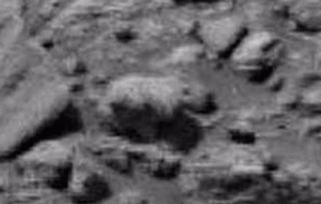 Theo như Scott C.Waring, một biên tập của trang web chuyên về vật thể lạ của Anh có tên là UFO Sightings Daily thì vật thể lạ có hình động vật bốn chân kia giống với một con gấu con hơn là một con cầy thảo nguyên như kênh Paranormal Crucible đã chỉ ra.