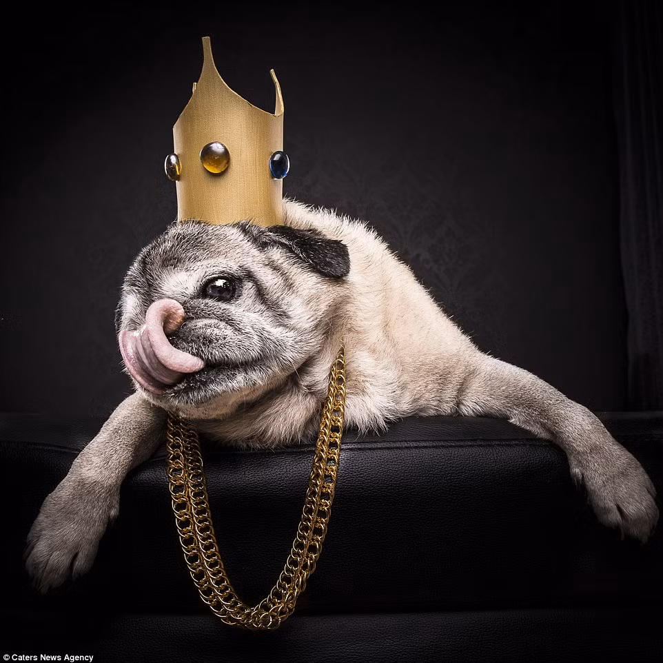 Một con chó pug lớn tuổi nhưng vẫn hâm mộ rapper da màu The Notorious B.I.G, chú chó này nhái phong cách, nhái cả nghệ danh của thần tượng, chú có tên là "Notorious P.U.G"