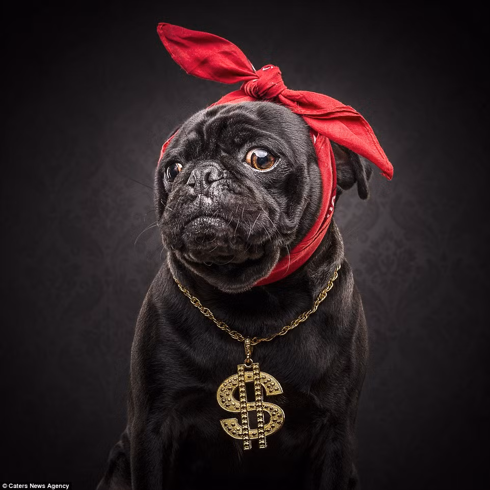 Một chú chó pug khác trở nên cực ngầu với kiểu tạo dáng khoe của rất bắt mắt. Chú chó này đã bắt chước phong cách của huyền thoại 2 Pac, được gọi là "2 Pug".