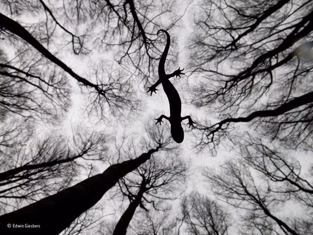 Bức ảnh có tựa đề "Cuộc sống vẫn chảy trôi" của nhiếp ảnh gia Edwin Giesbers cũng là một trong số những bức ảnh chụp động vật hoang dã khiến người xem phải chú ý vì thông điệp sâu xa. Con sa giông đực đang băng qua những mảnh đất khô cằn để tìm được bạn tình, tuy nhiên vì môi trường sinh thái ngày càng bị thu hẹp, số lượng loài sụt giảm nghiêm trọng, bị đẩy đến bờ tuyệt chủng thì việc tìm được một con sa giông cái gần như là điều không thể.