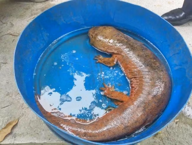 Cách đây không lâu, ở Trùng Khánh, Trung Quốc, một người dân cũng đã bắt được một con kỳ nhông khổng lồ trong khi đi câu.