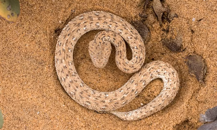 Chế độ ăn uống của loài rắn hung thần Sidewinder gồm thằn lằn và tắc kè palmato. Chúng yêu những cồn cát và đã thích nghi một cách rất độc đáo, chúng leo ngang. Các chuyển động quanh co cho phép chúng dễ dàng leo lên mặt dốc của các đụn cát. Khi di chuyển như vậy, hơn 50% cơ thể của chúng không chạm vào cát và nhờ đó chúng có thể di chuyển trên mặt cát rất nóng.