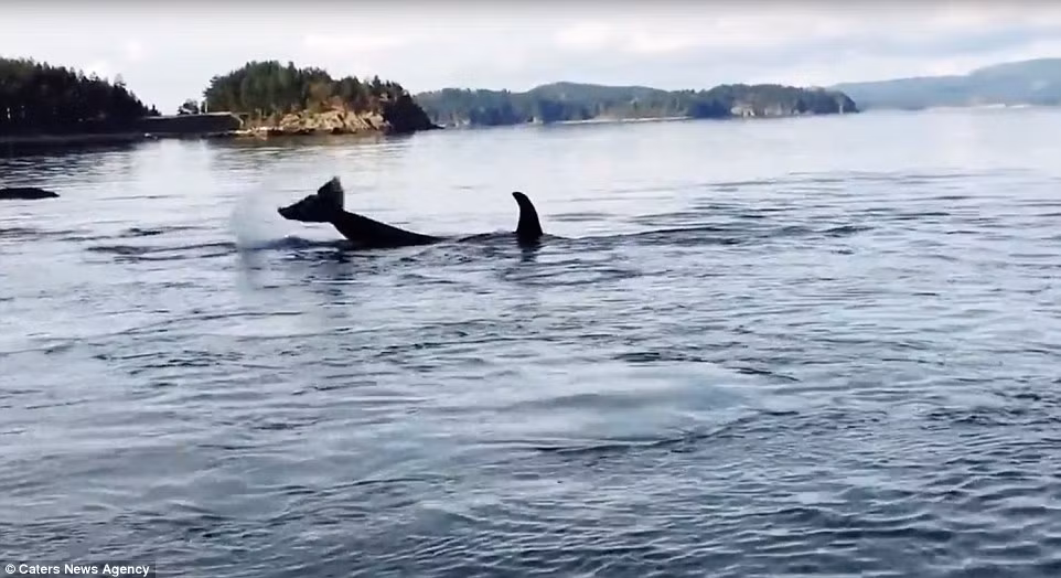 Cảnh tượng ngoạn mục khi có khoảng 8 con cá voi sát thủ bơi vào vùng nước nông ở sông Powell, British Columbia, Canada và dùng sỏi để kỳ cọ, massage toàn thân khiến cho nhiều người kinh ngạc và thích thú.