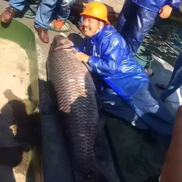 Khi bắt được con cá trắm đen khổng lồ này, nhiều người đã gọi nó là cá trắm đen vua, hoàng đế của những loài cá ở hồ Thiên Đảo. Với các số liệu đo đạc được, con cá trắm đen có trọng lượng tương đương một người lớn trưởng thành.