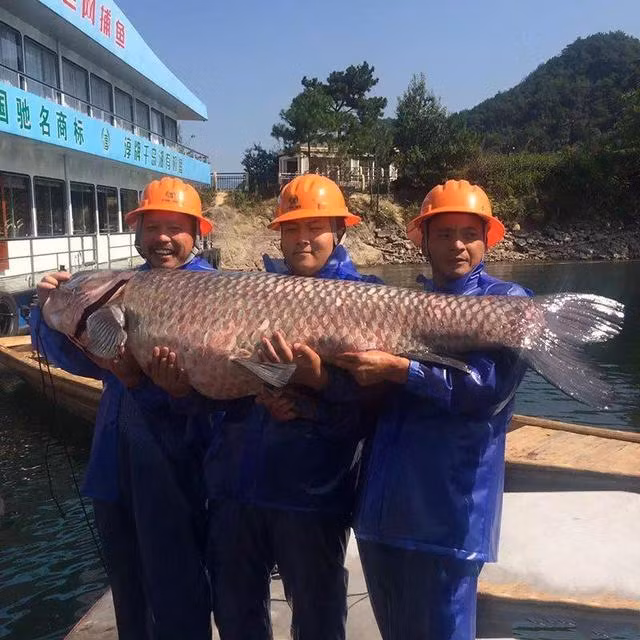 Hiện con cá đã được chuyển đi và có bốn hướng xử lý. Thứ nhất, con cá có thể bị nhà hàng nào đó mua và xẻ thịt, thứ hai có thể được một người yêu thích cá "độc", cá "khủng" mua và chiêm ngưỡng, thứ ba, nó sẽ được đưa vào bảo tàng để làm mẫu vật. Cuối cùng, có thể nó sẽ được phóng thích về môi trường của mình, tiếp tục làm một ông vua quyền lực.