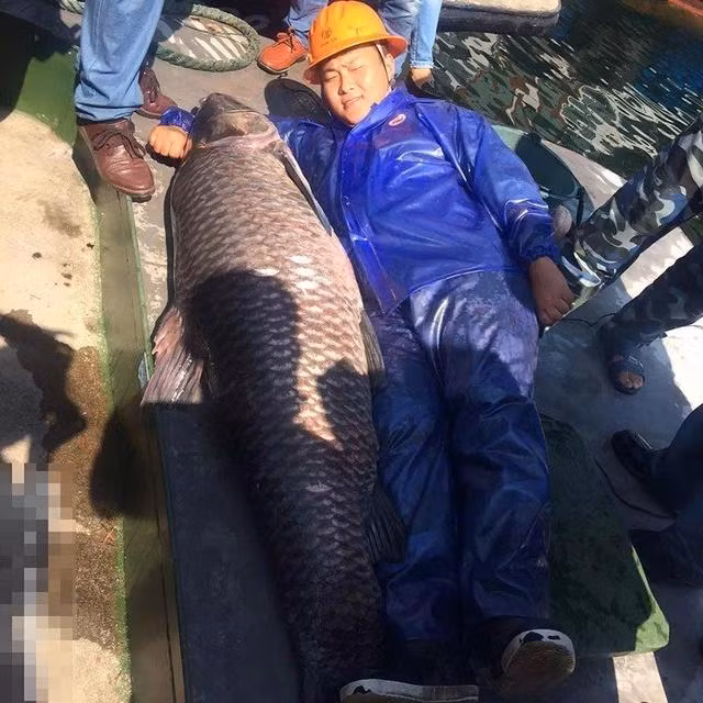 Trước đây, tại hồ đã từng bắt được hai con cá khổng lồ nhưng không có con nào vượt qua được con cá lần này. Một lần vào năm 2005, con cá khổng lồ bắt được dài 1,58m, nặng 68kg. Lần thứ hai vào năm 2008, bắt được con cá dài 1,66m, nặng 54kg.