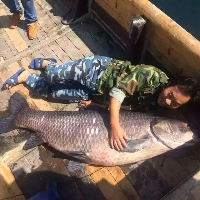 Mới đây, một đội đánh cá ở hồ Thiên Đảo, Hàng Châu, Trung Quốc bất ngờ bắt được một con cá trắm đen khổng lồ. Con cá trắm đen này có trọng lượng tới 90kg, dài 1,75m.