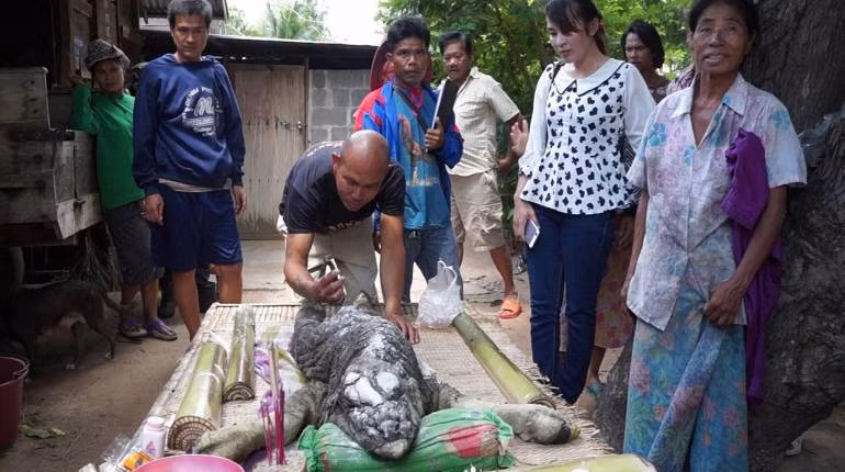 Theo phỏng đoán, rất có thể đây là một con nghé đột biến, trong quá trình hình thành phôi thai đã có sai sót khiến con nghé có hình dạng kỳ dị.
