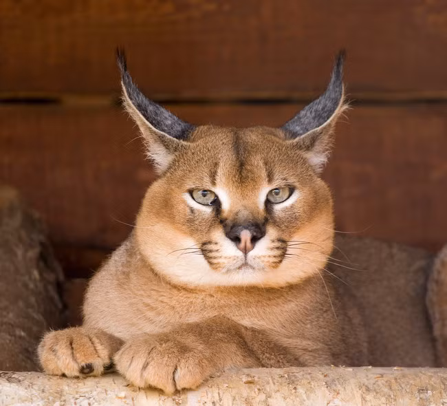 Trong điều kiện tự nhiên, mèo caracal có tuổi thọ khoảng 12 năm nhưng trong điều kiện nuôi nhốt, tuổi thọ của chúng có thể lên đến 17 năm.