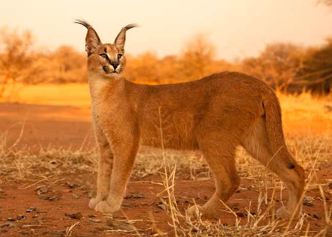 Mèo hoang dã caracal có bộ lông nâu vàng óng ả, cơ thể mảnh dẻ nhưng cơ bắp chắc khỏe, rất dẻo dai, chân dài và đuôi ngắn. Chúng còn được gọi đùa là những con mèo người mẫu hay những con mèo lynx của sa mạc. (Lynx là một giống mèo đặc biệt không lông).
