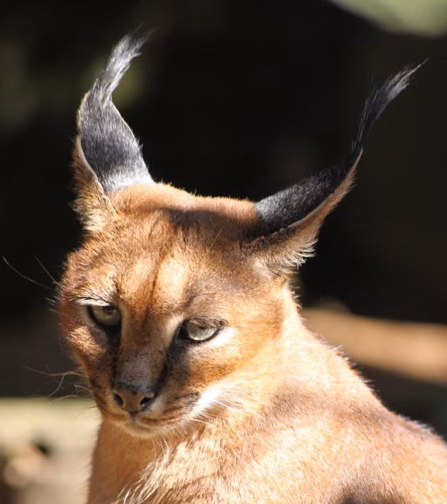 Bị làm phiền, mèo caracal tỏ thái độ khó chịu.