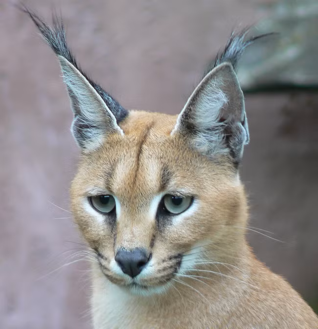 Mèo caracal hay còn được gọi là mãn rừng hay linh miêu tai đen là một loài động vật thuộc Họ Mèo. Loài mèo hoang dã này phân bố ở khắp châu Phi, Trung Đông, Pakistan và Ấn Độ.