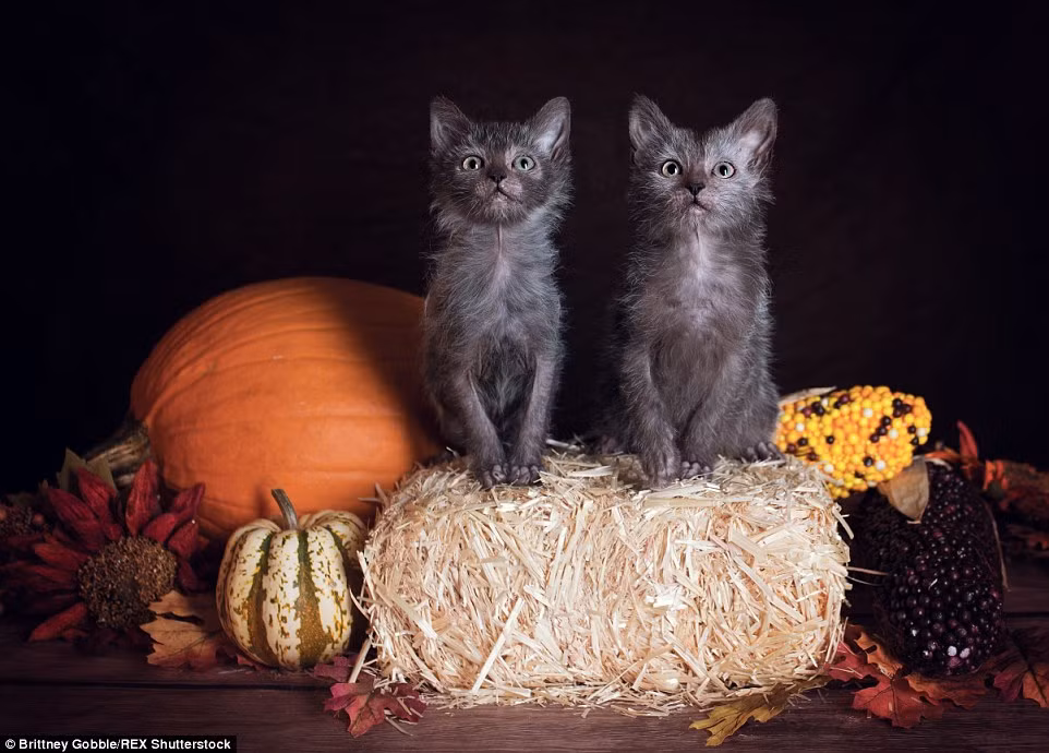 Patti nói rằng Lykoi trong tiếng Hy Lạp có nghĩa là sói, cái tên mèo ma sói ngay lập tức nhận được hưởng ứng của tất cả mọi người.
