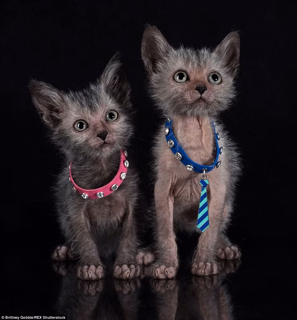 Những con mèo ma sói Lykoi bé đáng yêu và lạ lẫm.