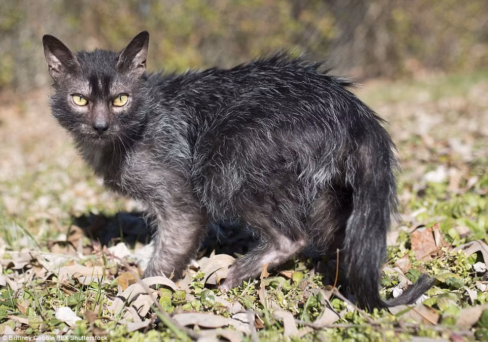Mèo Lykoi có hành vi giống như một con chó vì chúng săn mồi và đồ chơi. Bên cạnh đó, chúng cũng cũng rất thân thiện và trung thành với chủ chứ không "kiêu chảnh" và thờ ơ như loài mèo thông thường.