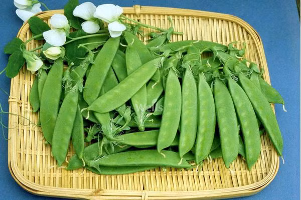 Theo nghiên cứu, đậu tuyết rất giàu chất xơ, vitamin A, C, K, folate, khoáng chất cần thiết cho cơ thể, ngoài ra ít calo, carbs, là một loại thực phẩm tốt, phù hợp một cách tuyệt vời cho những tín đồ giảm cân.