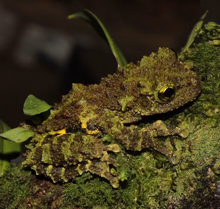  Ếch rêu Khôi (Theloderma khoii). Đây là một loài ếch được phát hiện tại vùng núi đá vôi Đông Bắc Việt Nam. Màu xanh rêu giúp chúng ngụy trang tốt trong môi trường đầy rêu và địa y. Ảnh: Ninh, Nguyen, Nguyen, Hoang, Siliyavong, Nguyen, Le, Le &amp; Ziegler.