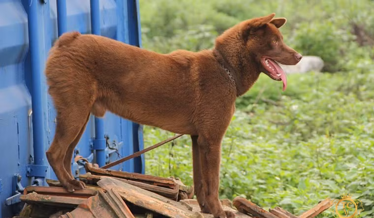 3. Chó H’mông cộc đuôi phân bố chủ yếu ở các tỉnh miền núi phía Bắc, bao gồm Hà Giang, Lào Cai, Lai Châu, Điện Biên. Hiện nay chúng có mặt ở hầu hết các tỉnh thành (hiếm gặp ở Tây Nguyên). Ảnh: Bách Hóa Xanh.