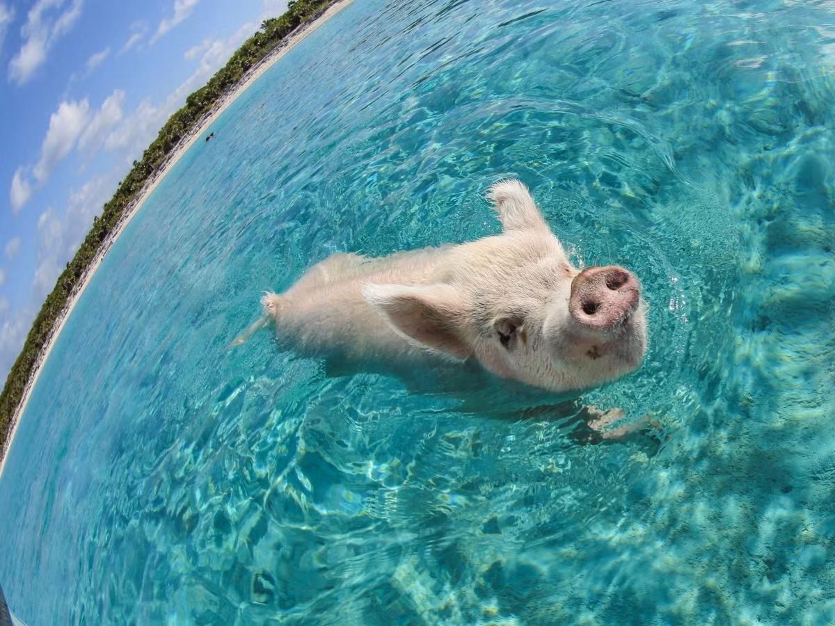 Khi đến Bahamas, du khách sẽ có cơ hội bơi lội, vui đùa cùng những chú lợn rừng đáng yêu.
