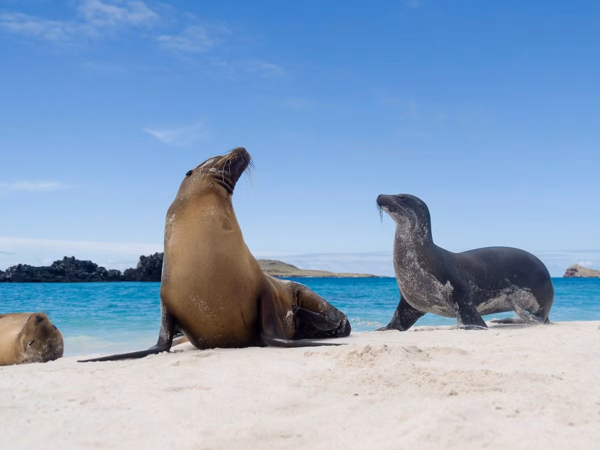 Tận mắt chiêm ngưỡng những chú rùa khổng lồ và sư tử biển ở quần đảo Galapagos.