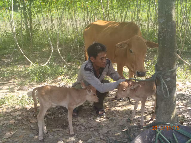 Ky la bo sinh doi be con o Quang Tri-Hinh-2