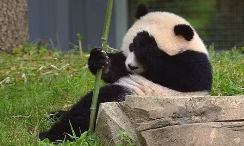 Khoa hoc giai ma bi mat ngon ngu cua gau truc