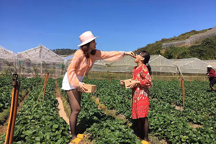 Còn gì tuyệt vời hơn được ăn những trái dâu do chính mình chọn và hái.