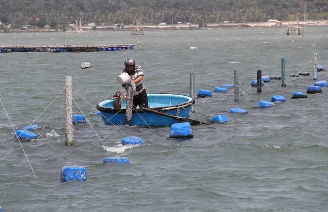 Su that ve gia tom hum o Phu Yen chi 200.000 dong/kg-Hinh-7