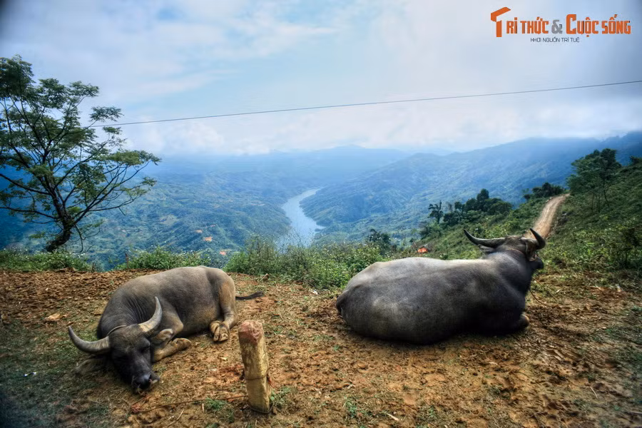 Dáng vẻ thảnh thơi của mấy chú trâu trông cũng rất phù hợp với bối cảnh.